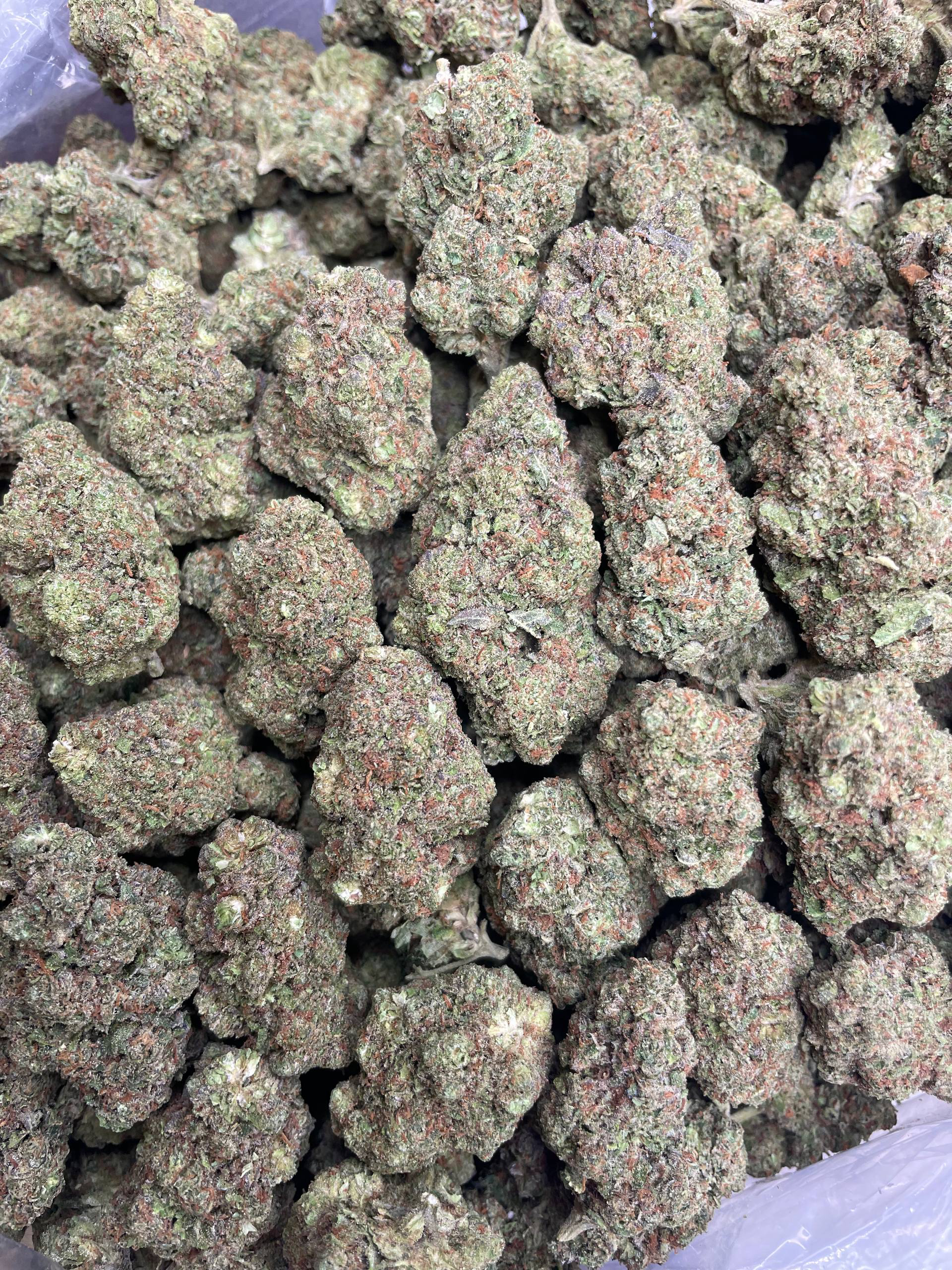 G45 strain
